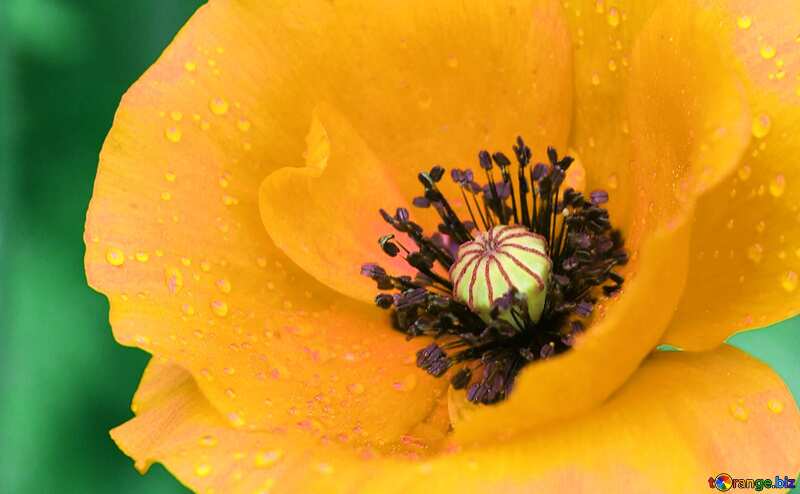 Poppy  yellow   №34252