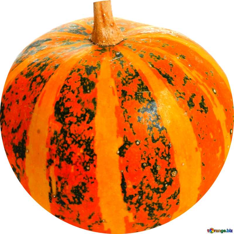 Pumpkin profile picture №35023