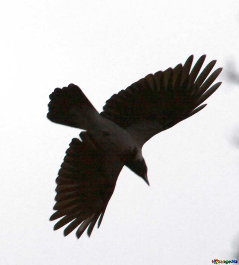 Raven  flying siluet №7543
