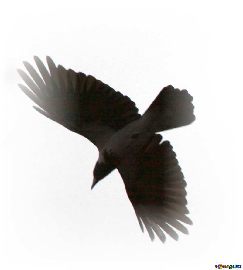 Raven  flying on white №7543