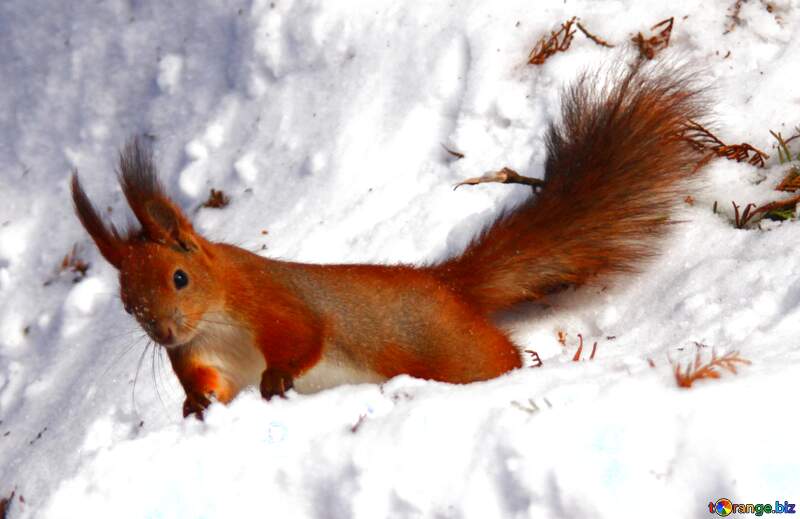 Red squirrel on snow №4140