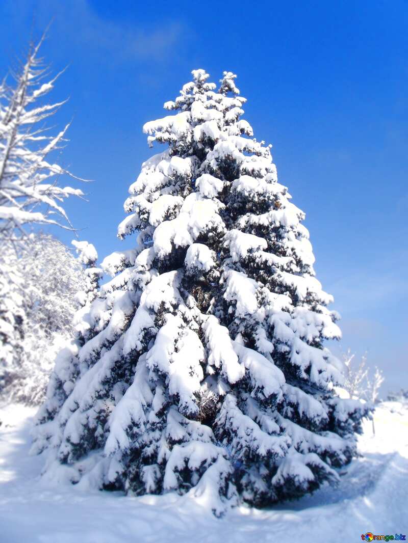 Snow  on  Christmas  Tree №10551