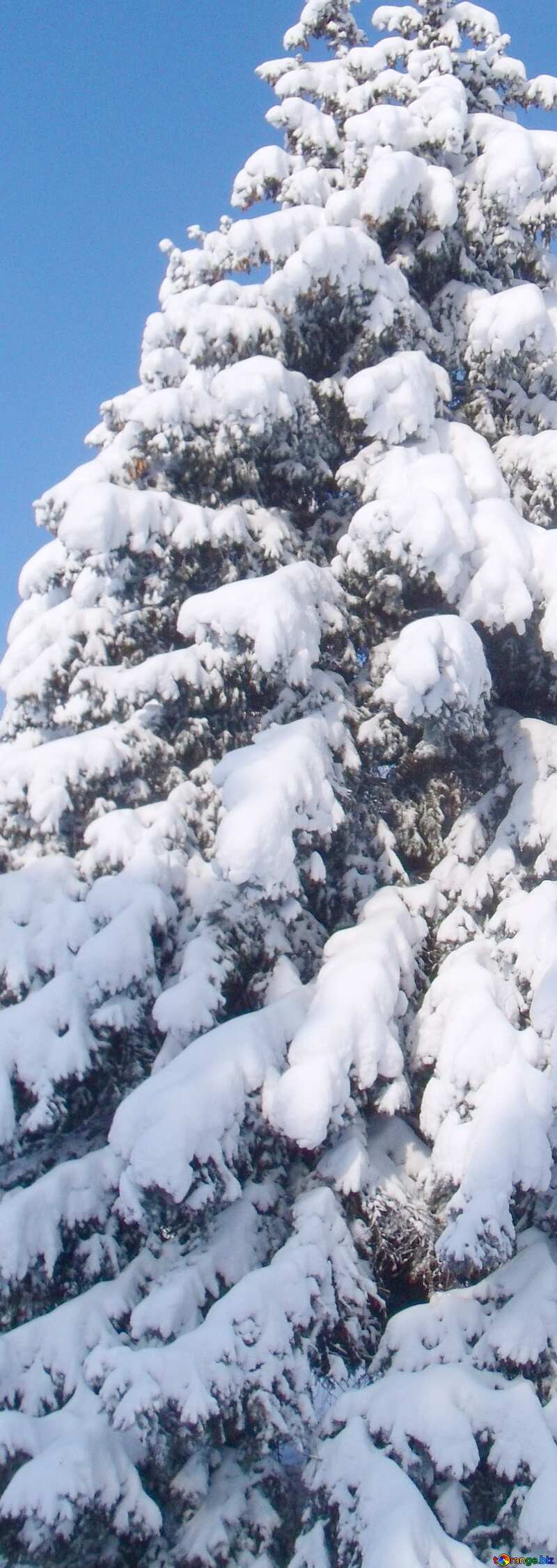 Snow  Christmas  Tree card Background №10551
