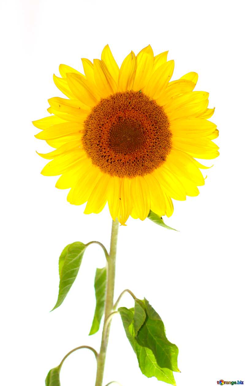 Sunflower isolated white background  №32794