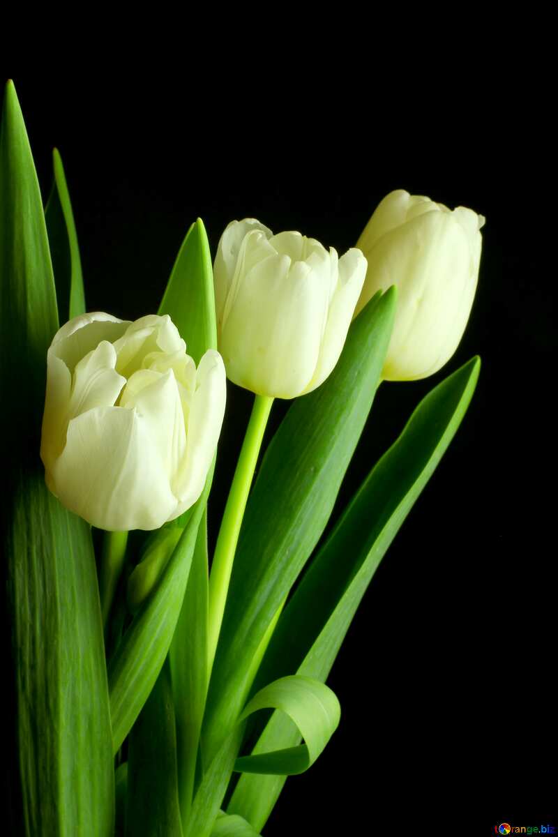 Tulips bouquet dark background  №46270