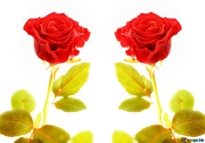 Two Rose  №17039