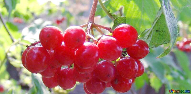 Viburnum berry №4149