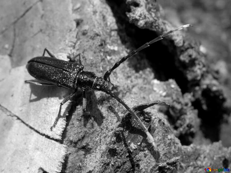 Black beetle  №36355