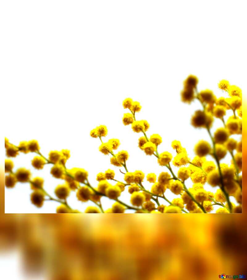 Spring yellow flower card №20470