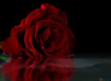 FX №8985  roses blur dark background