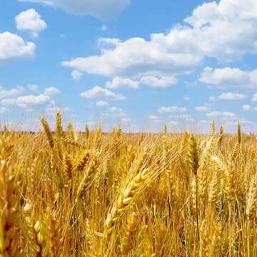 FX №8550 field of wheat