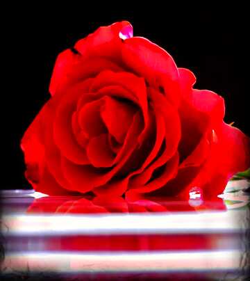 FX №8260 a red rose on a reflective surface