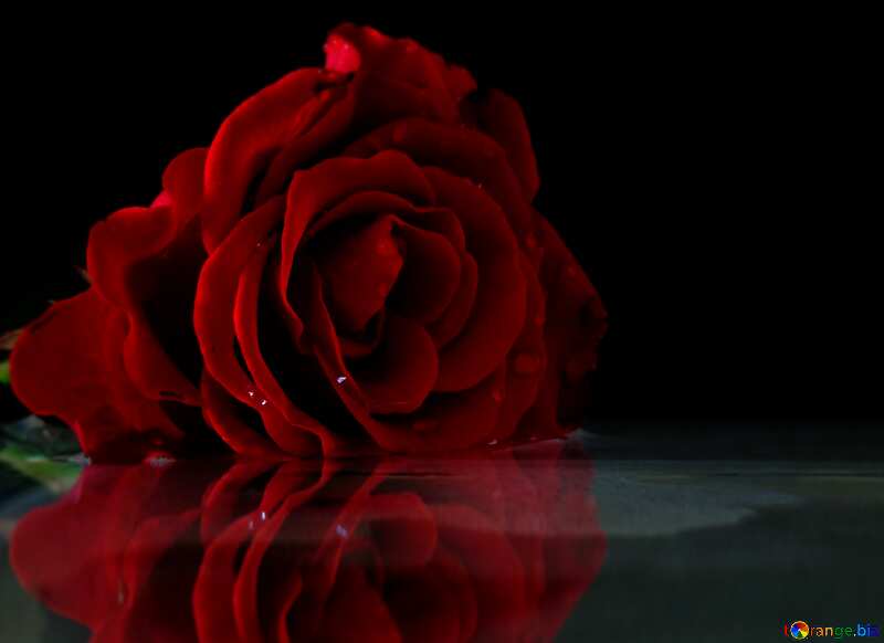  roses blur dark background №16917