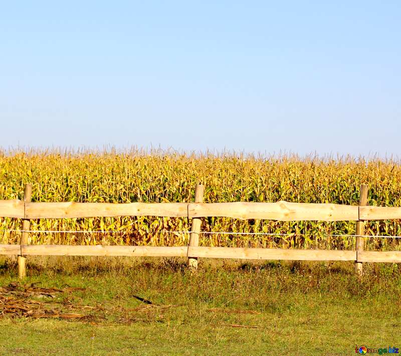 corn field fence №36641
