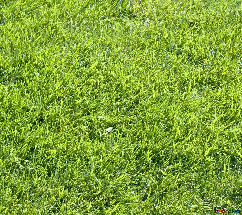 Lawn texture №5710