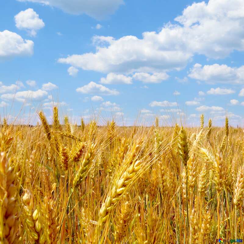 field of wheat №27249