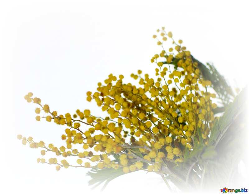 isolated flower yellow mimosa №41372