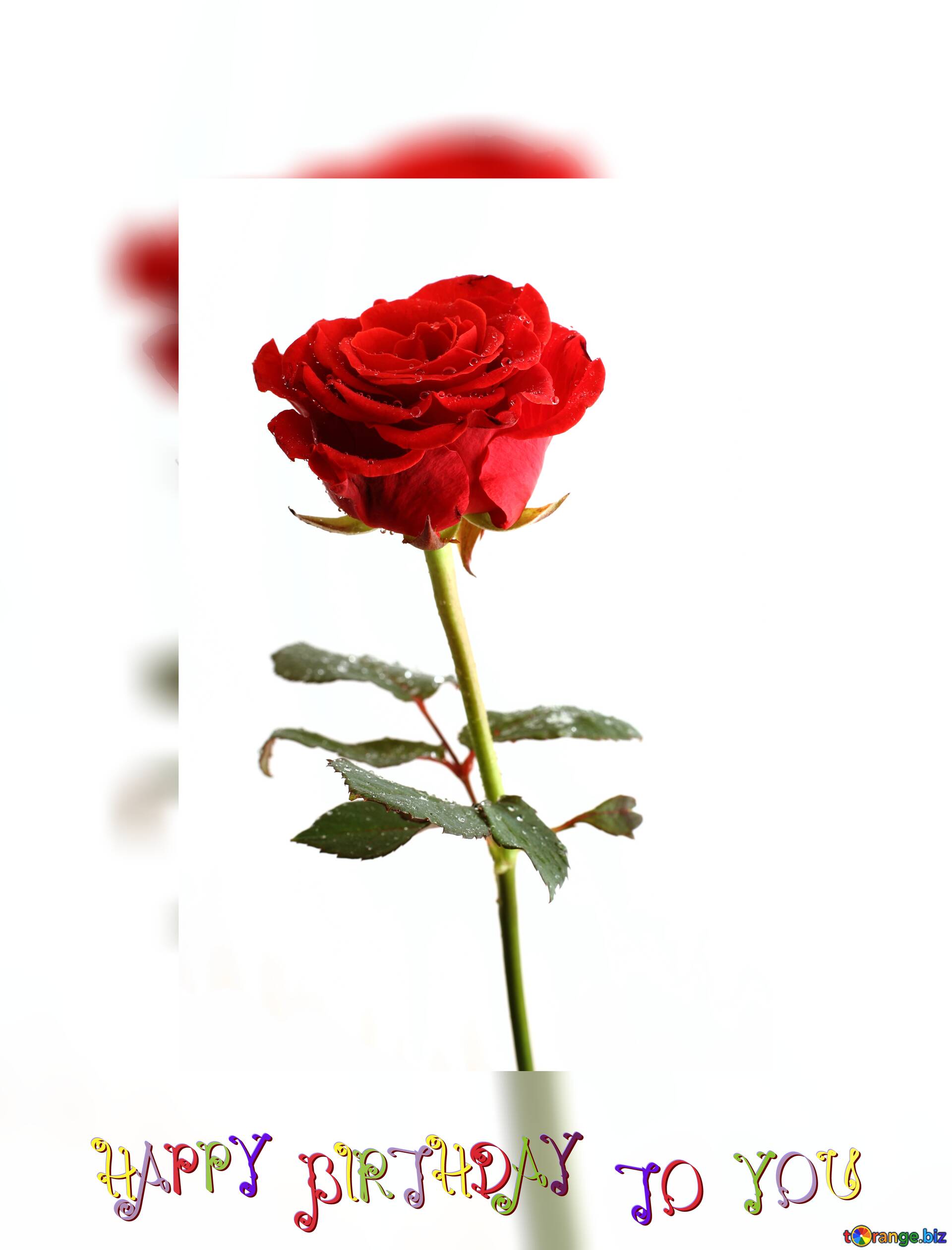 happy birthday card rose flower №80076