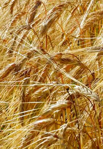 FX №81336 wheat spikelets texture