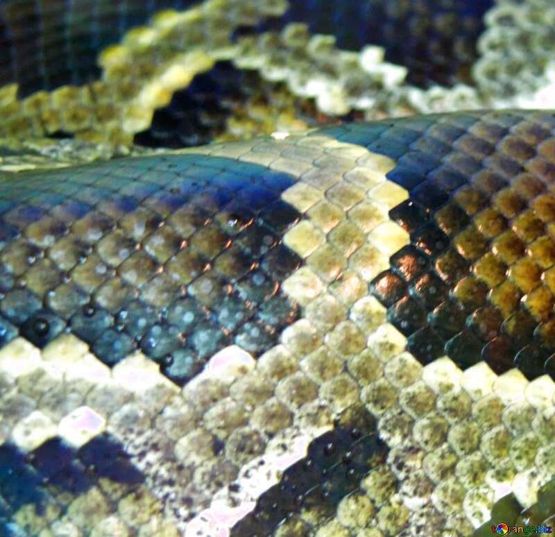python Skin. texture. №10416