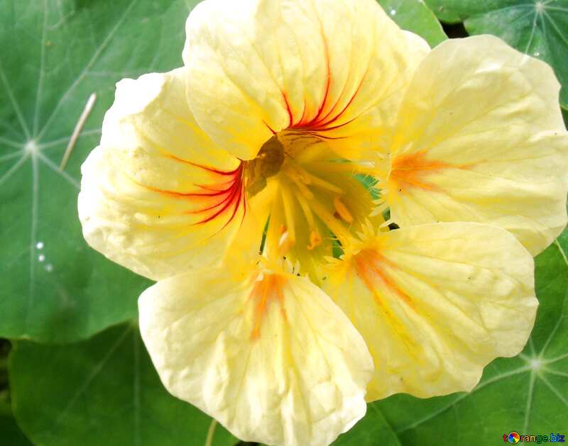  Yellow nasturtium flower №14230
