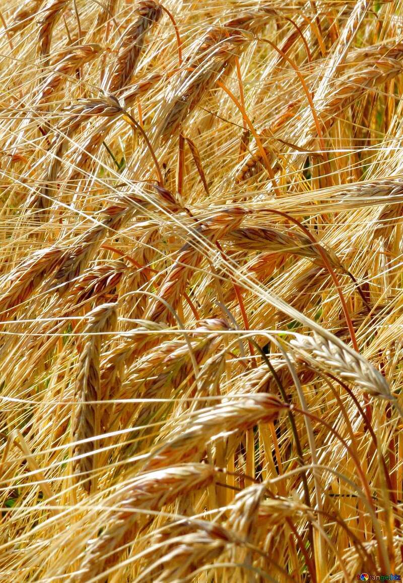 wheat spikelets texture №32558