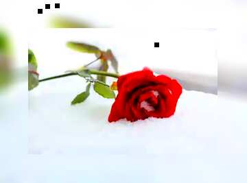FX №82686 snow and red rose flower