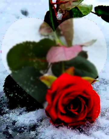 FX №82913 red rose on snow love background