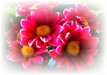 FX №82764 pink flowers background image
