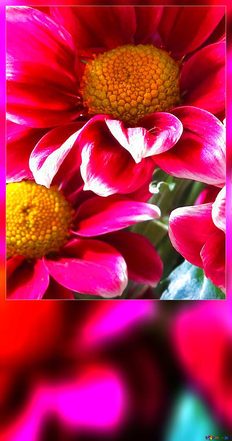 Beautiful flowers dark frame blank card №26603