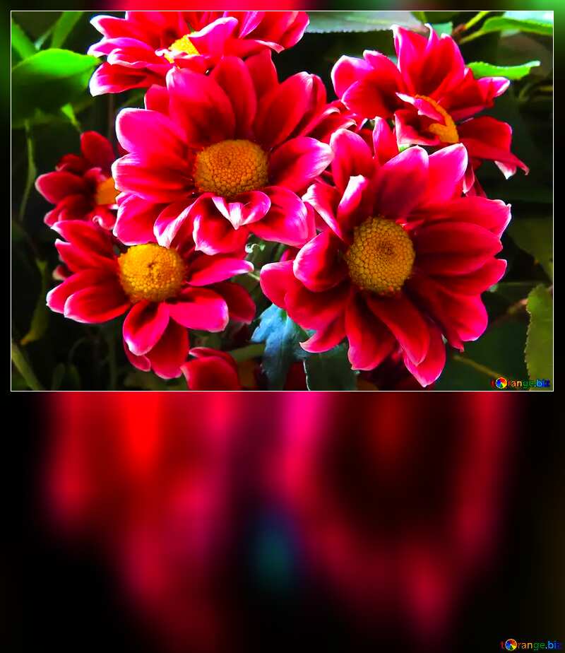 Beautiful flowers  motivation blank card №26603
