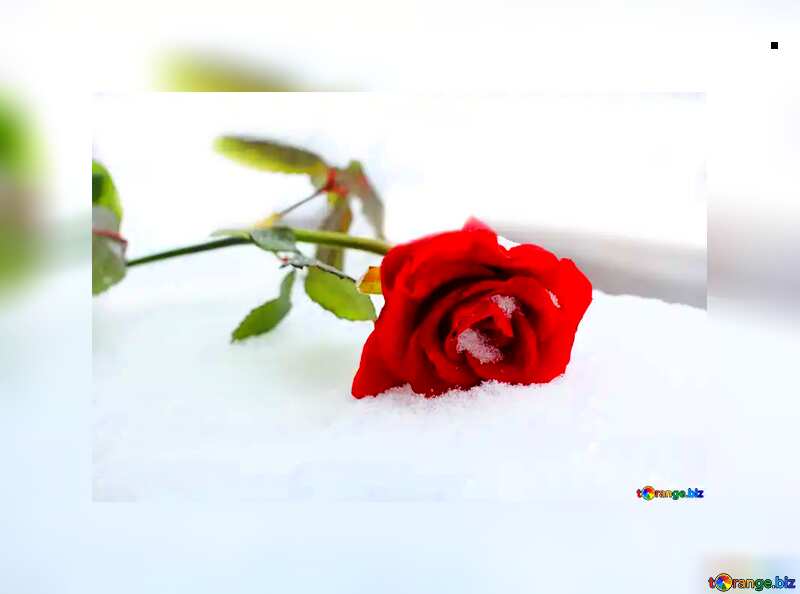 snow and red rose flower №16967