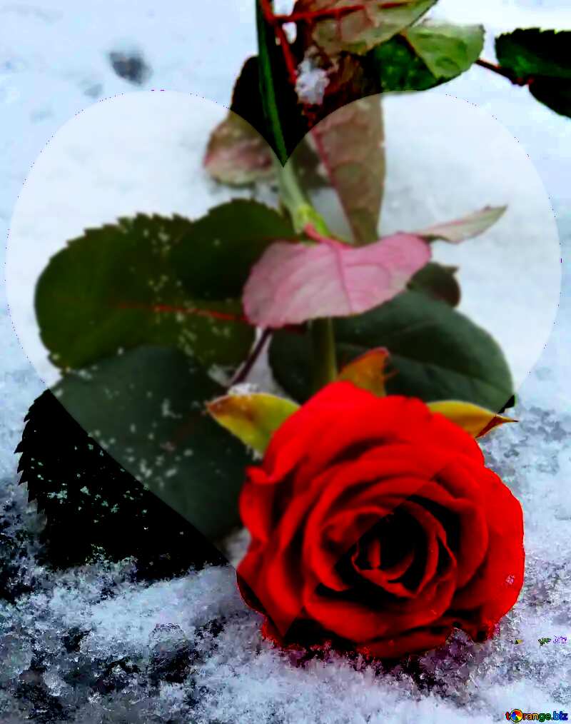red rose on snow love background №16926