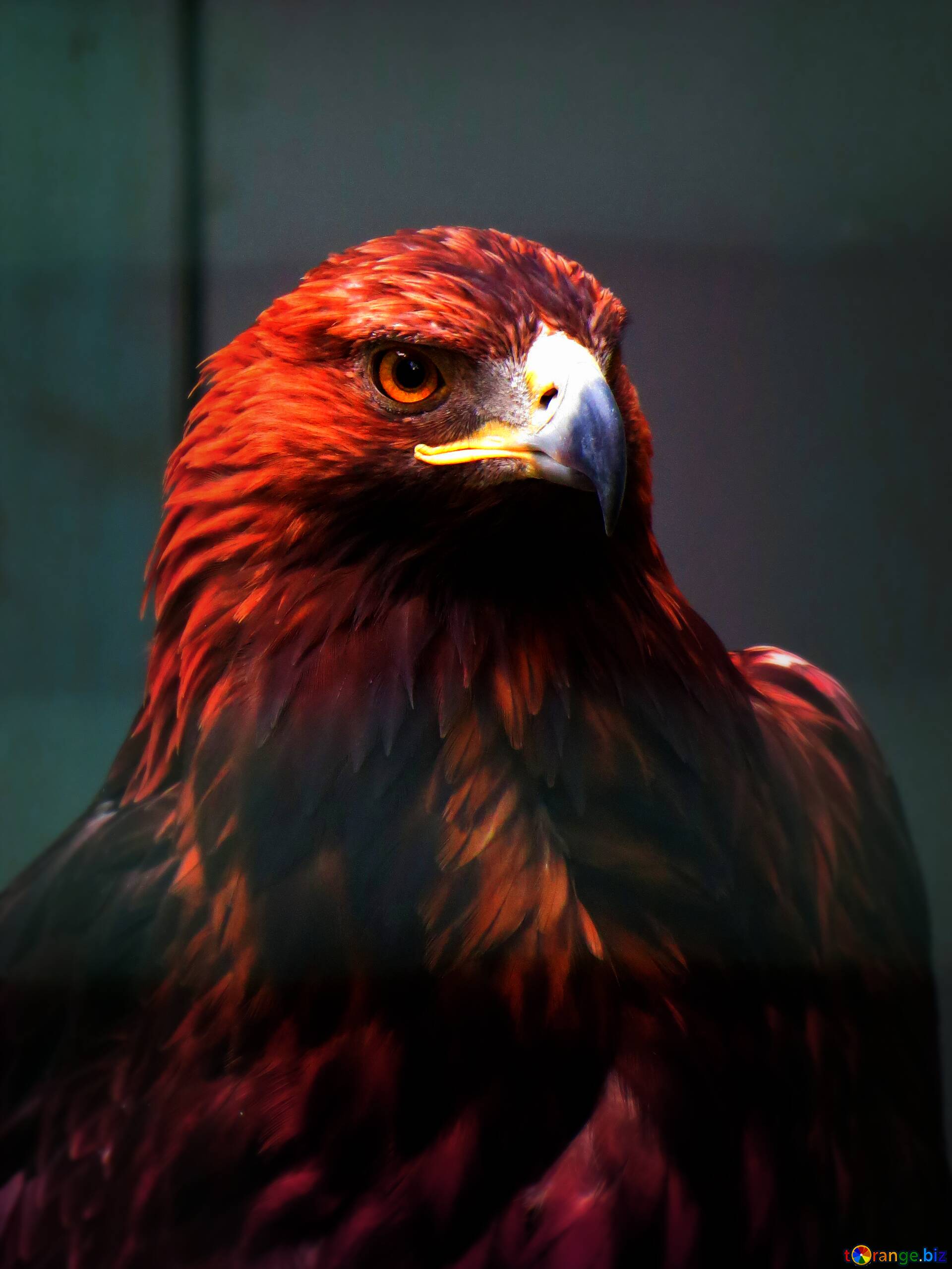 Download free picture red eagle on CC-BY License ~ Free Image Stock   ~ fx №83288