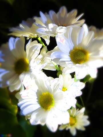 FX №83973 beautiful white flowers