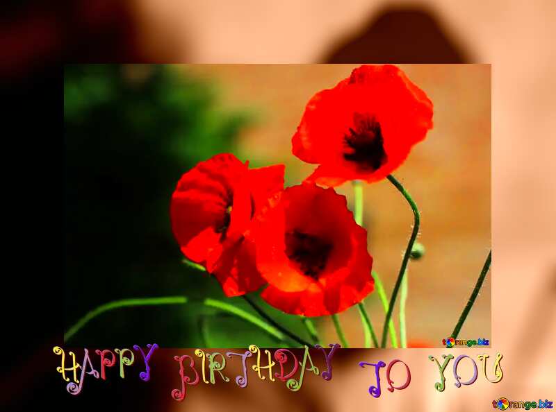 Beautiful poppy flower  happy birthday background №37108