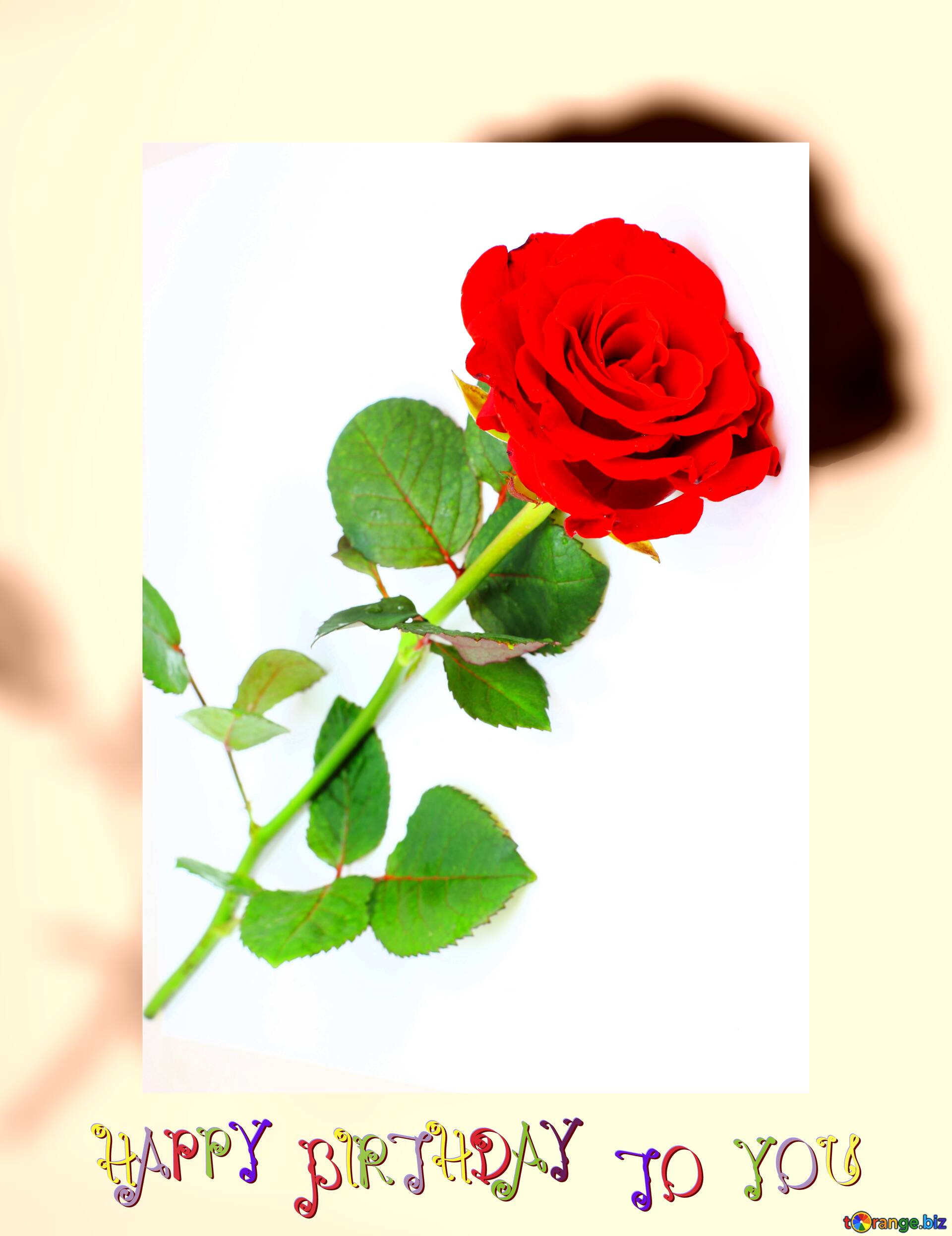 Red beautiful rose happy birthday card №84951
