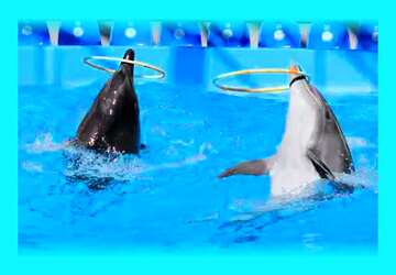 FX №84096 two dolphins