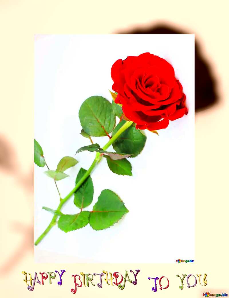 Red beautiful rose happy birthday card №16891