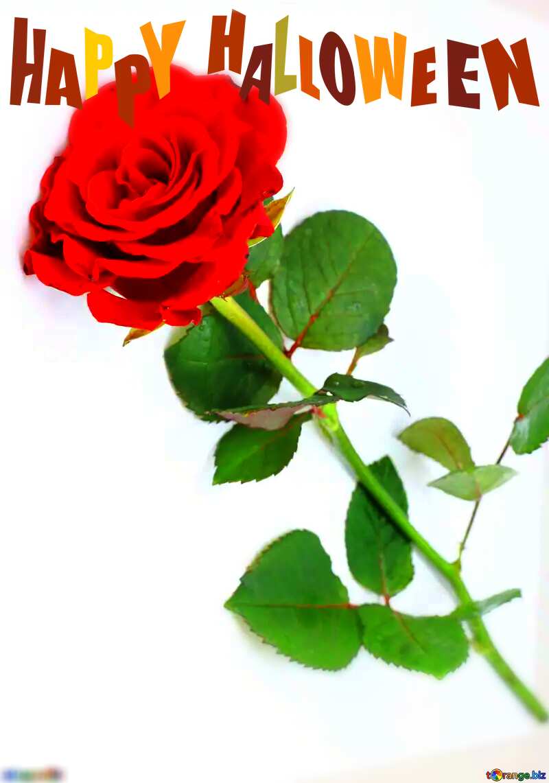 Red beautiful rose Happy Halloween №16891