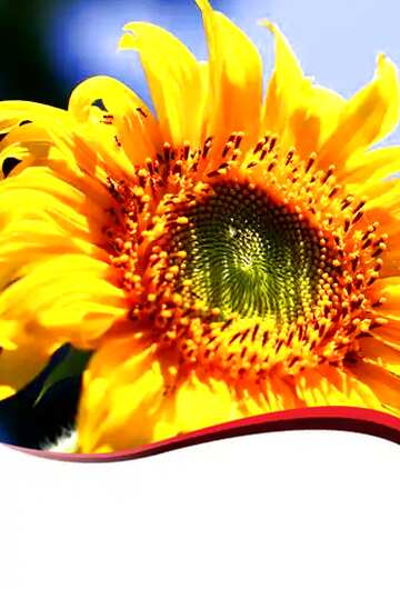 FX №85953 sunflower card