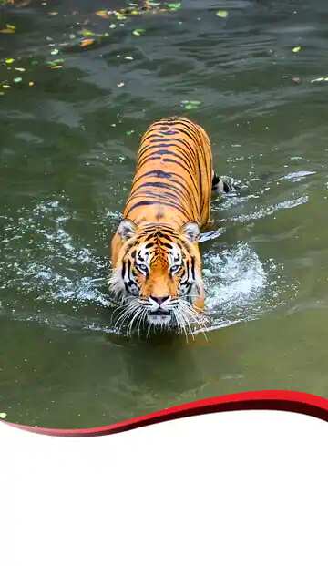 FX №86320 Tiger swimming red ribbon border
