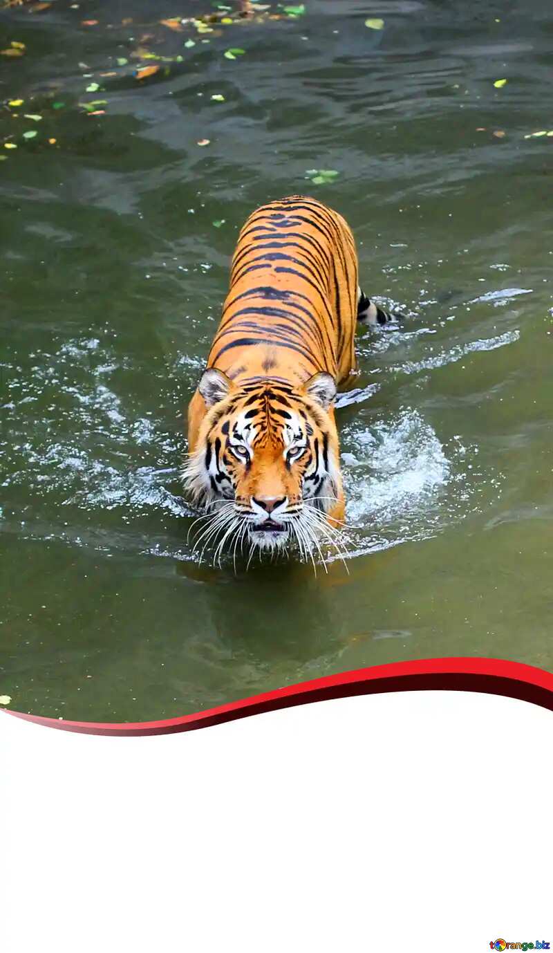 Tiger swimming red ribbon border №45726