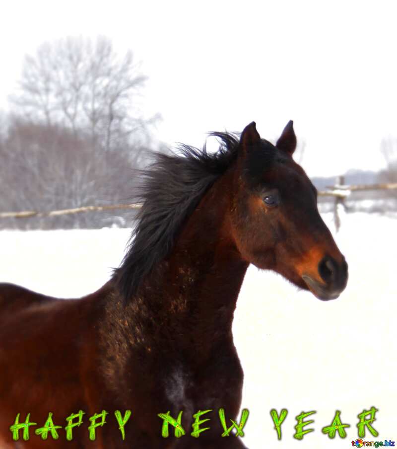 Download free picture Horse happy new year on CCBY License Free