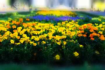 FX №87687 Flower bed marigolds