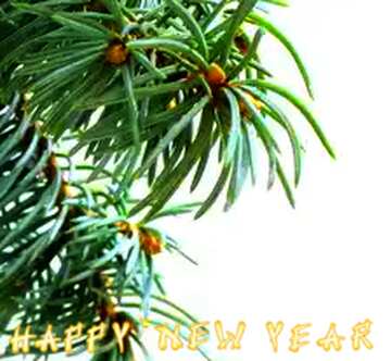 FX №87015 Fir tree branch copyspace place for text happy new year