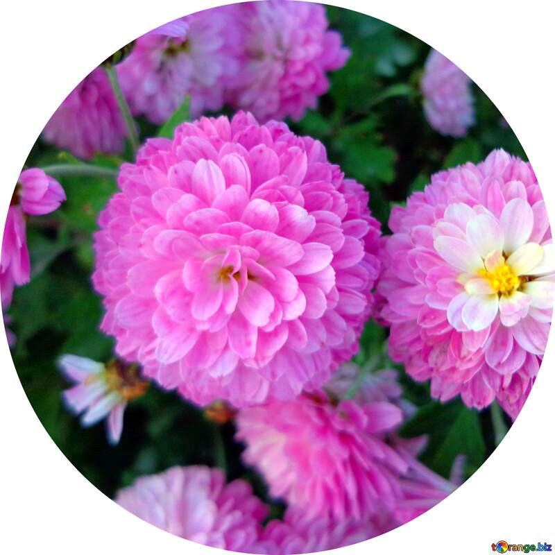 Chrysanthemum flowers circle №14203