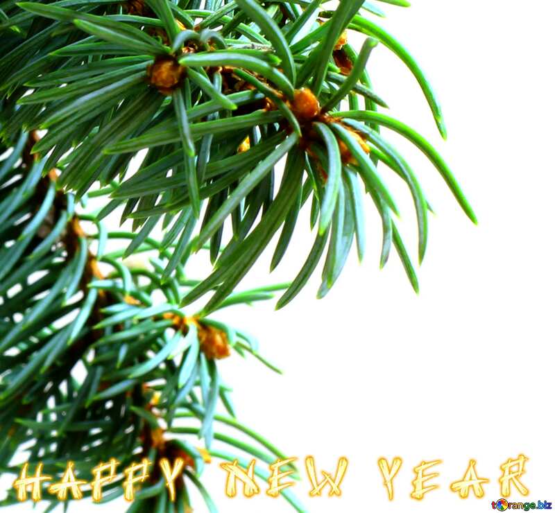 Fir tree branch copyspace place for text happy new year №48116