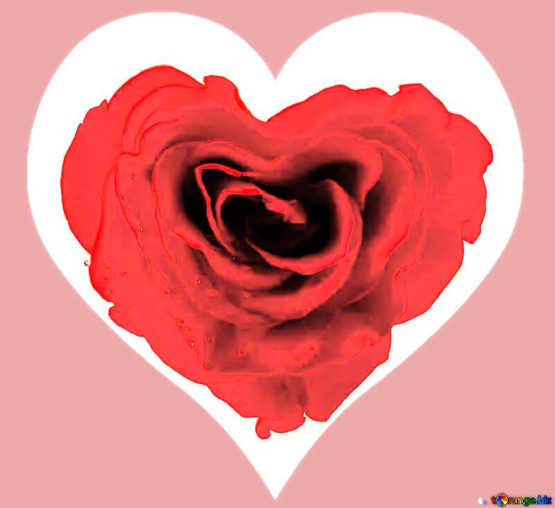 heart rose love background №17029