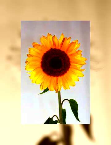 FX №89050 sunflower on white paper fuzzy border